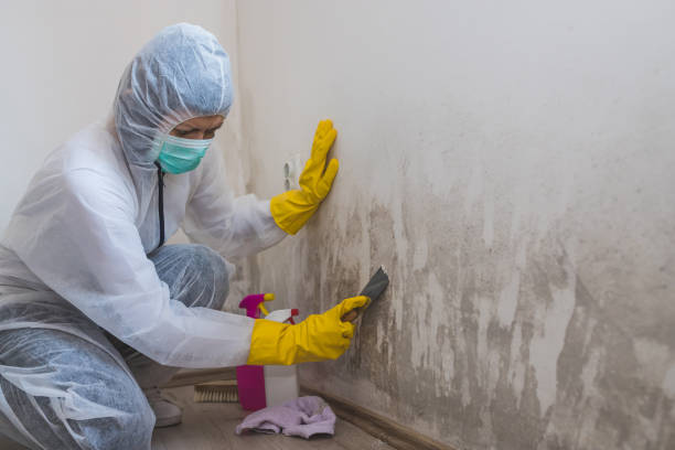 Best Mold Damage Restoration  in Forreston, IL