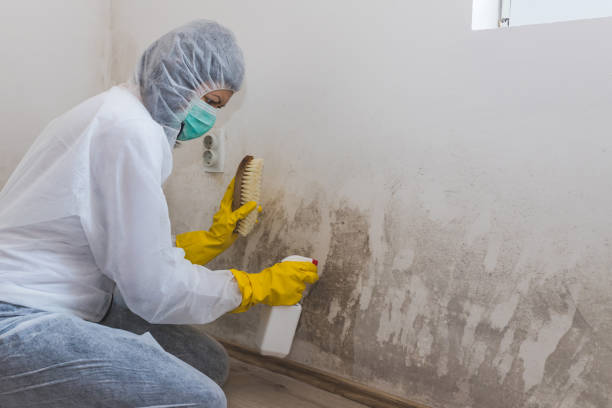 Best Commercial Mold Inspection  in Forreston, IL