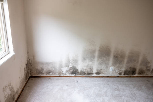 Best Emergency Mold Remediation  in Forreston, IL