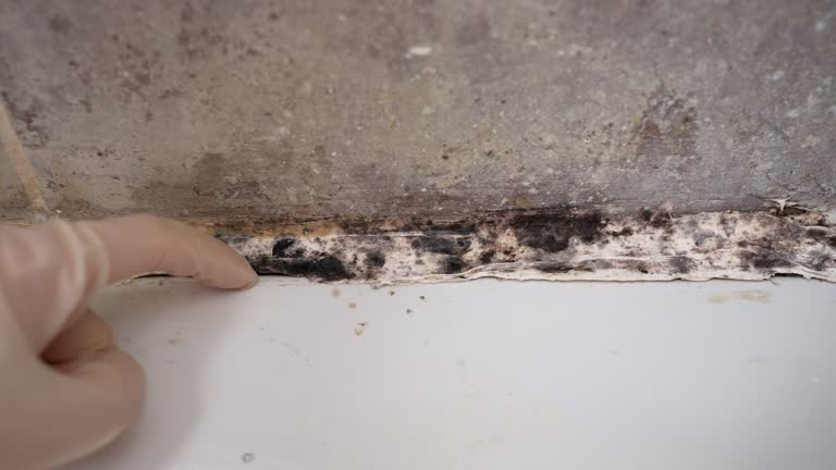 Professional Mold Inspection, Removal & Remediation in Forreston, IL